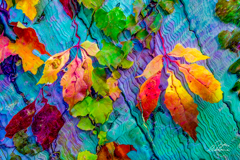 Rainbow Fall Garden (Limited Edition)