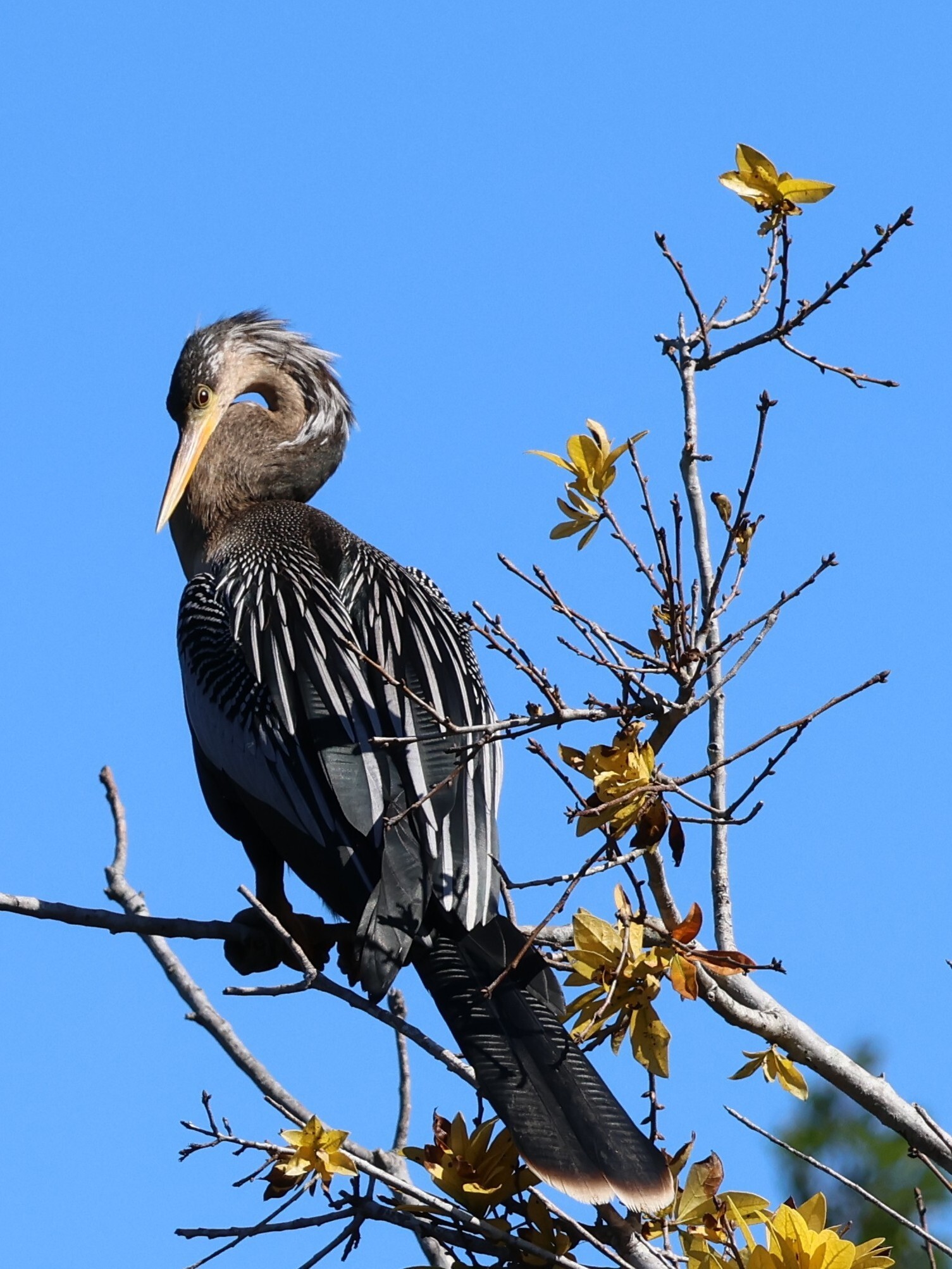 Anhinga Sun Bather