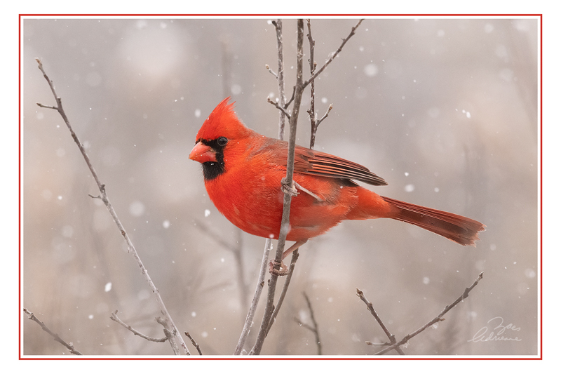 Cardinal Brightness A Wintery Day