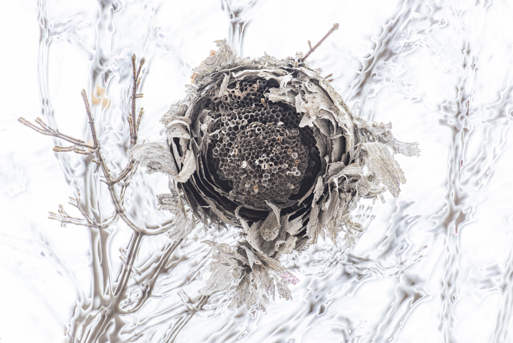 Hornets Nest
