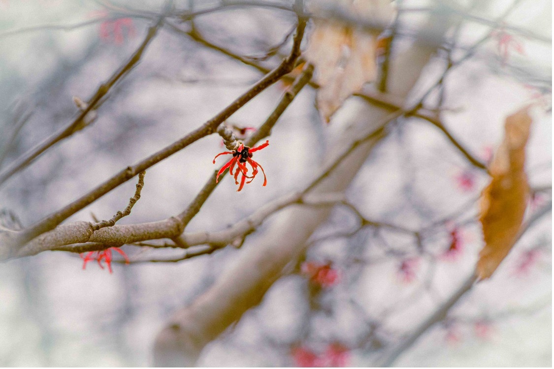 Witch Hazel