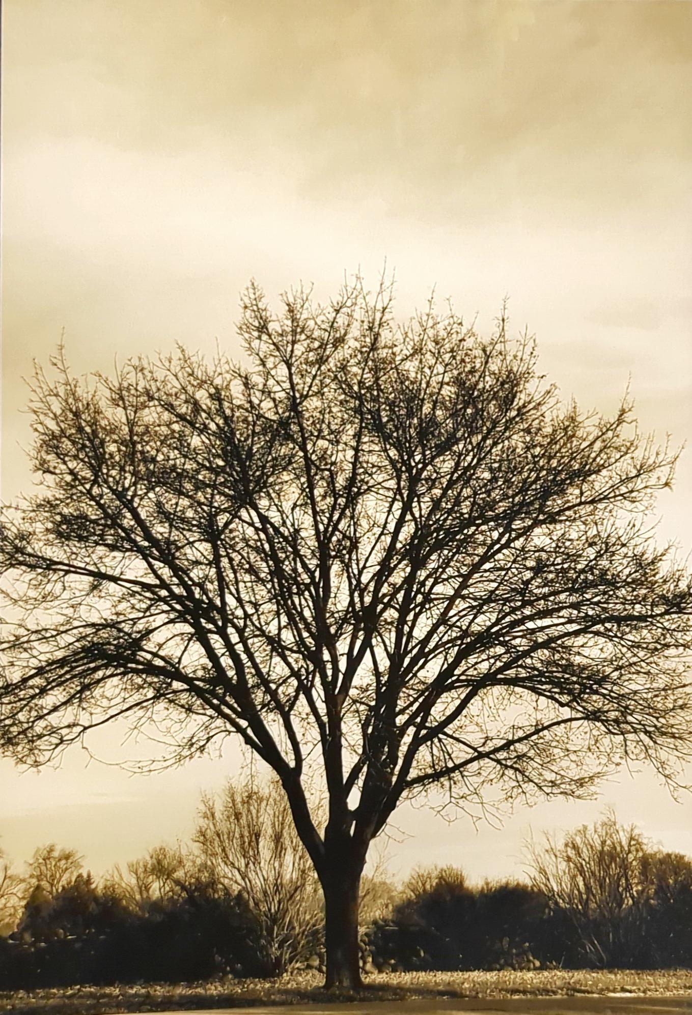 Moody Autumn Tree