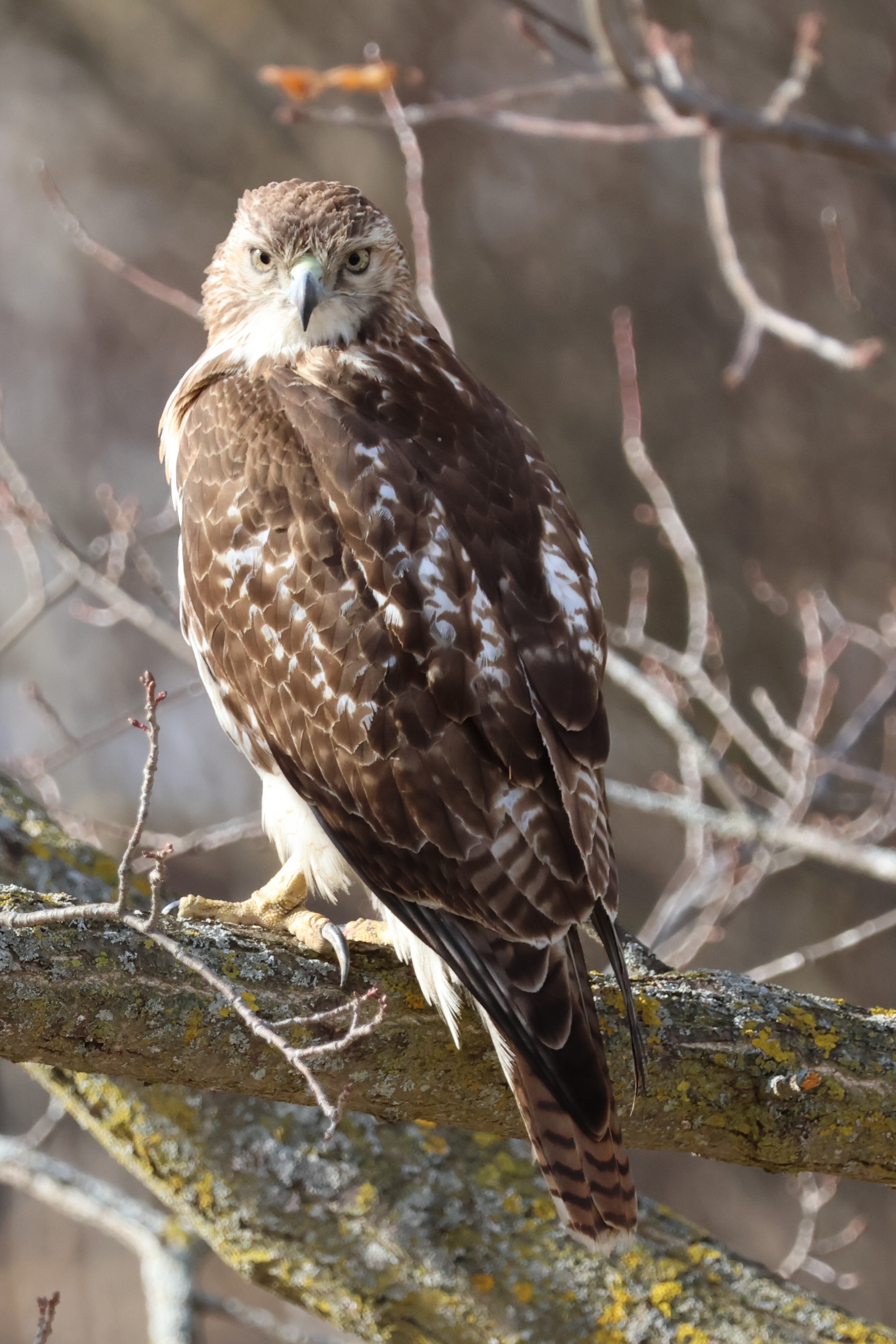 Red Hawk Looking at You