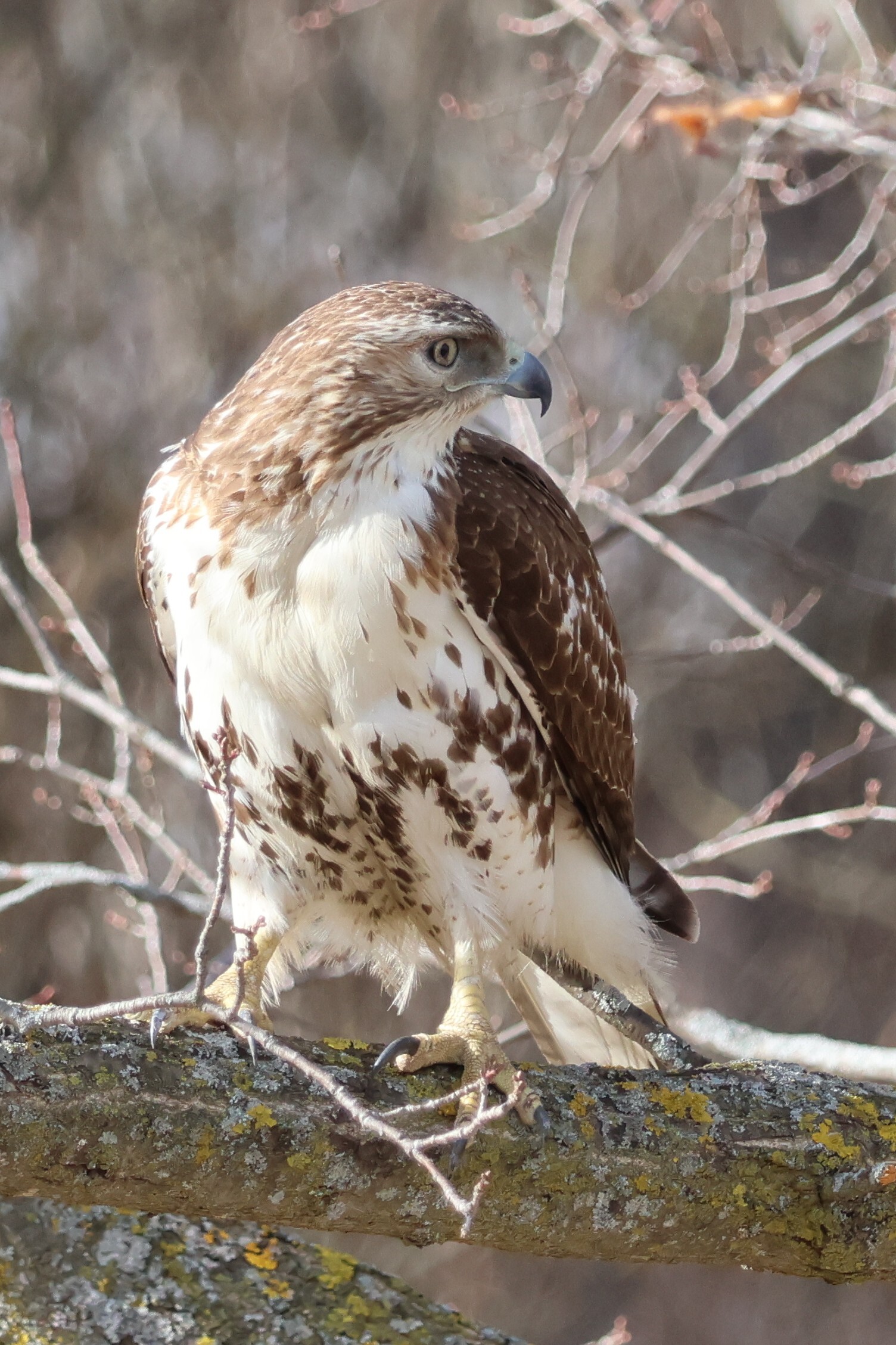 Red Hawk Sunshine View