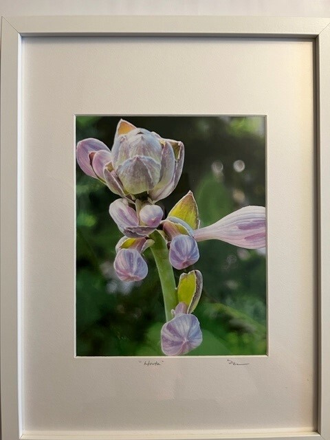 Hosta (Sold)