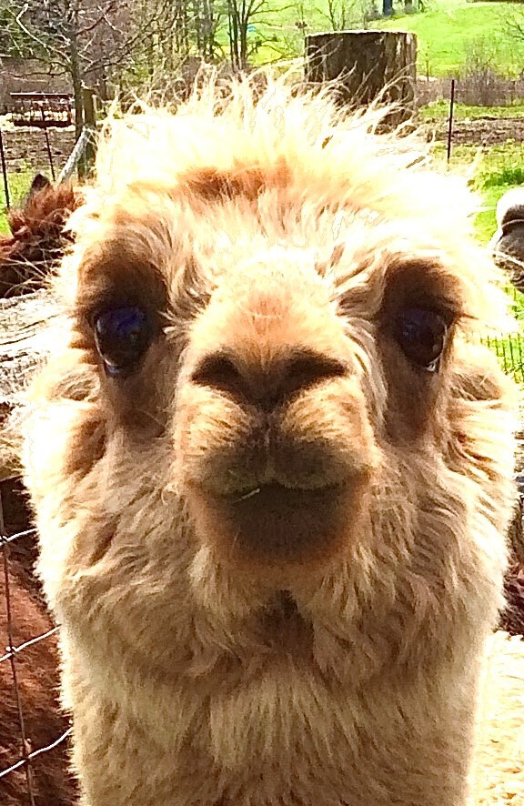 Alpaca Selfie