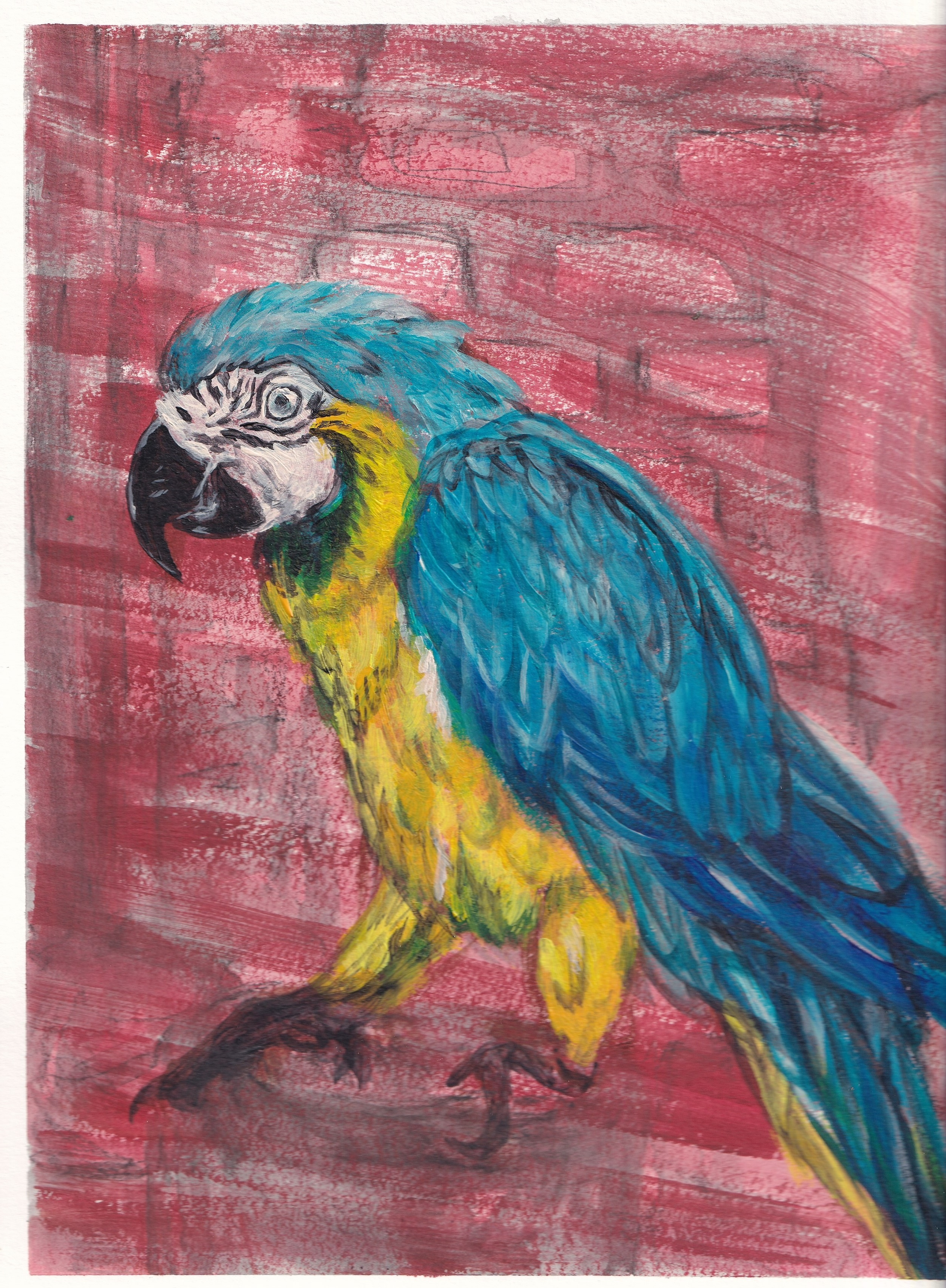 Macaw