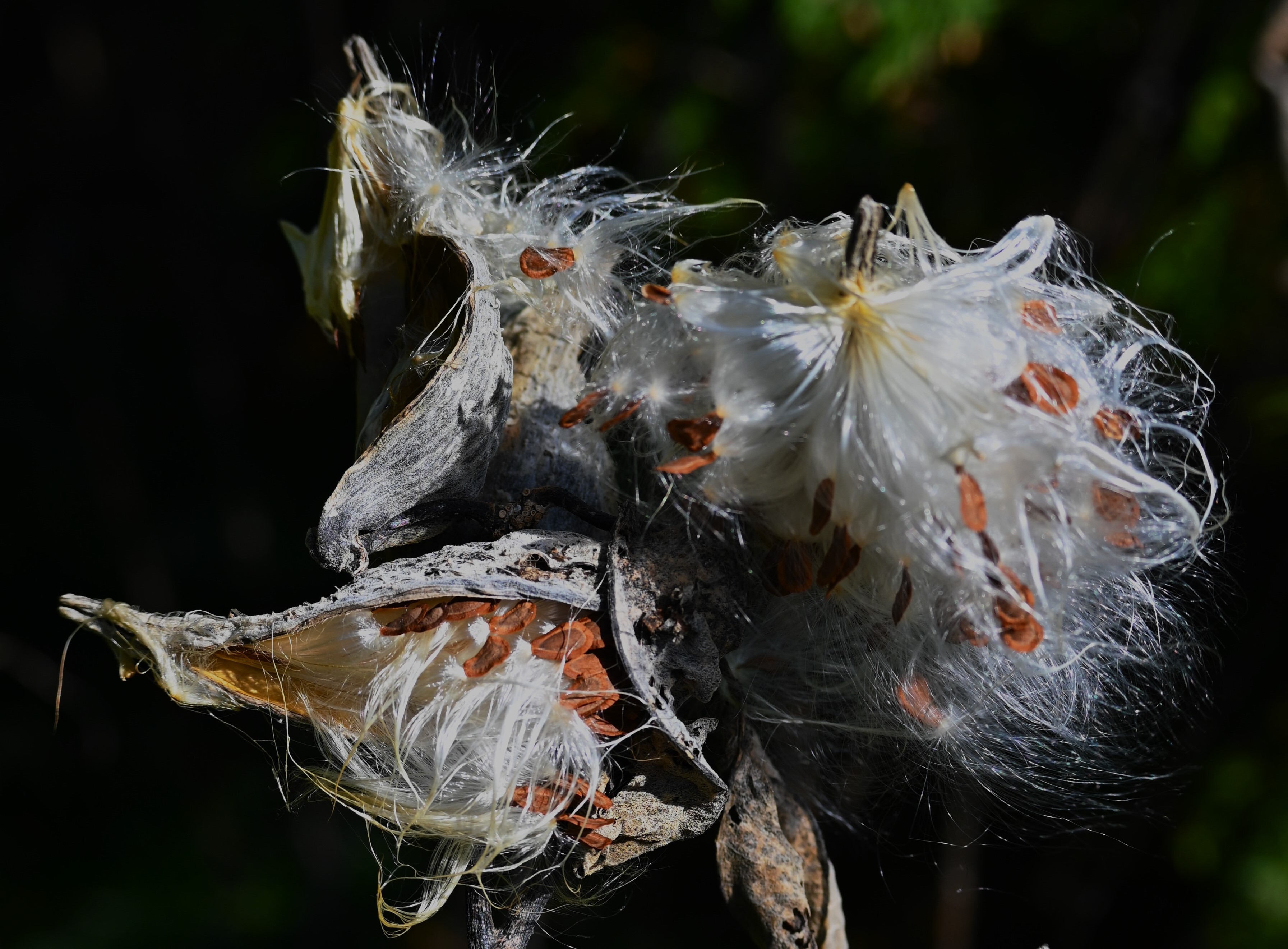 Make A Wish Milkweed