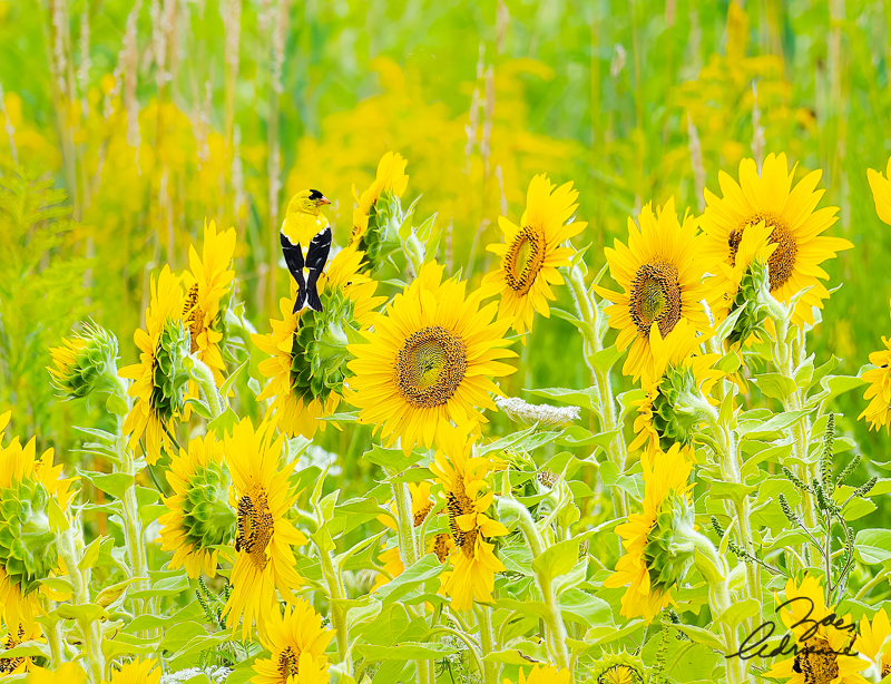 Midsummer Gold (Limited Edition) (Sold)