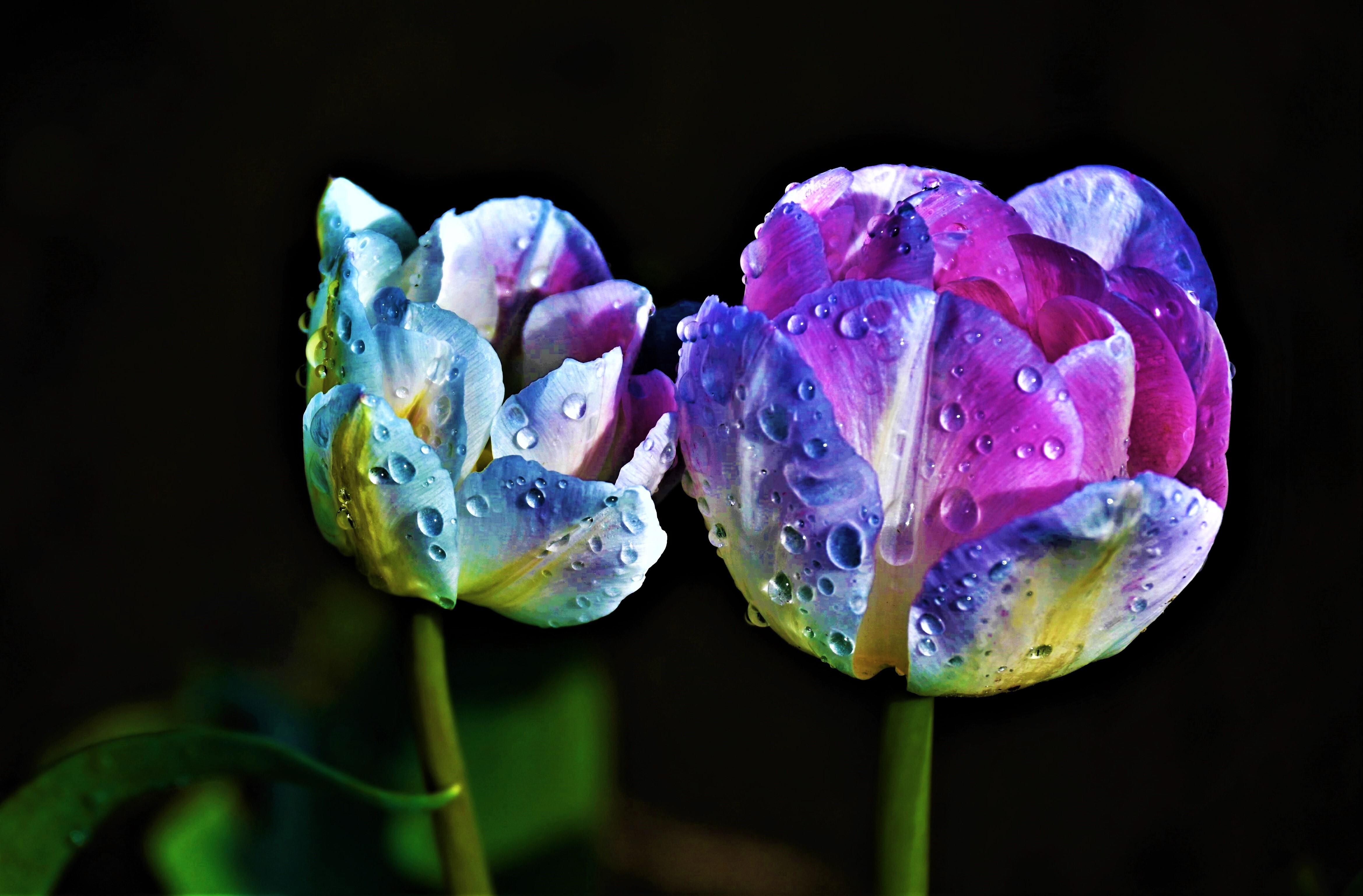 Morning Dew on Tulips