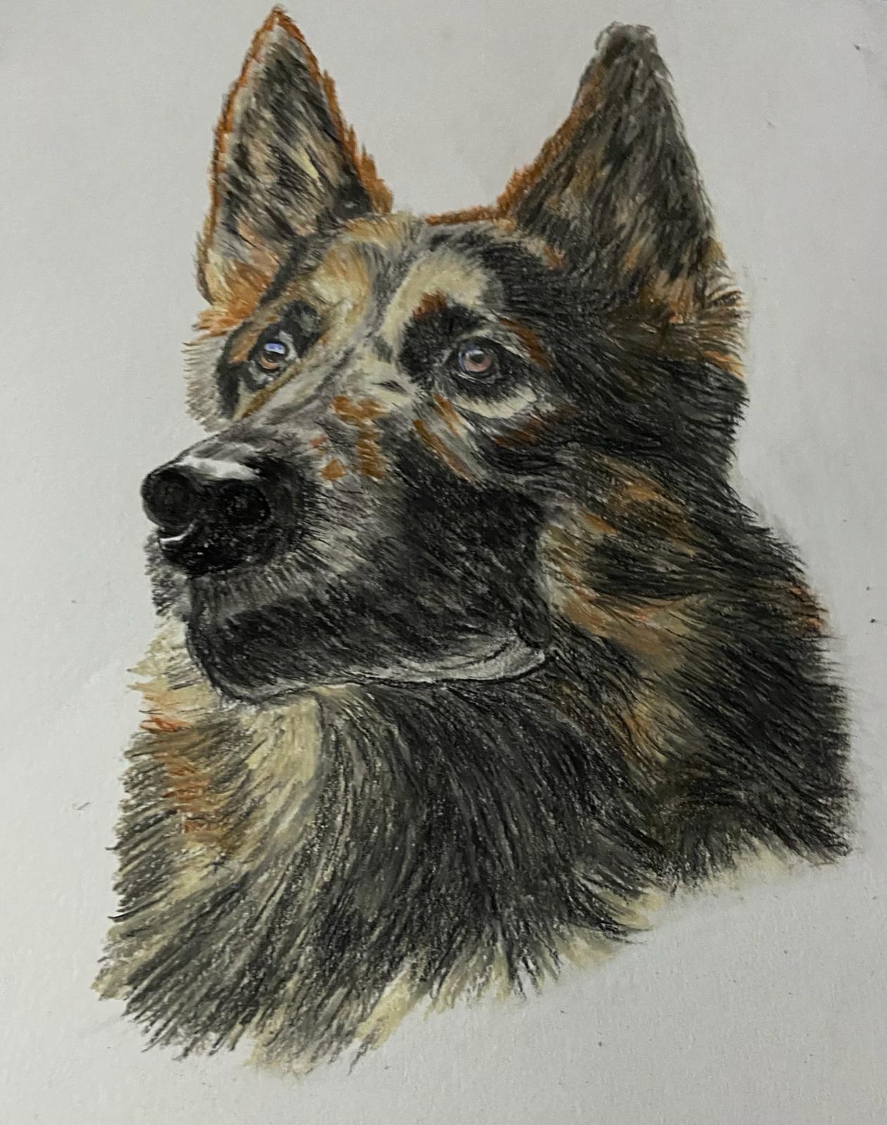 Canadian Hero Dog Trakr