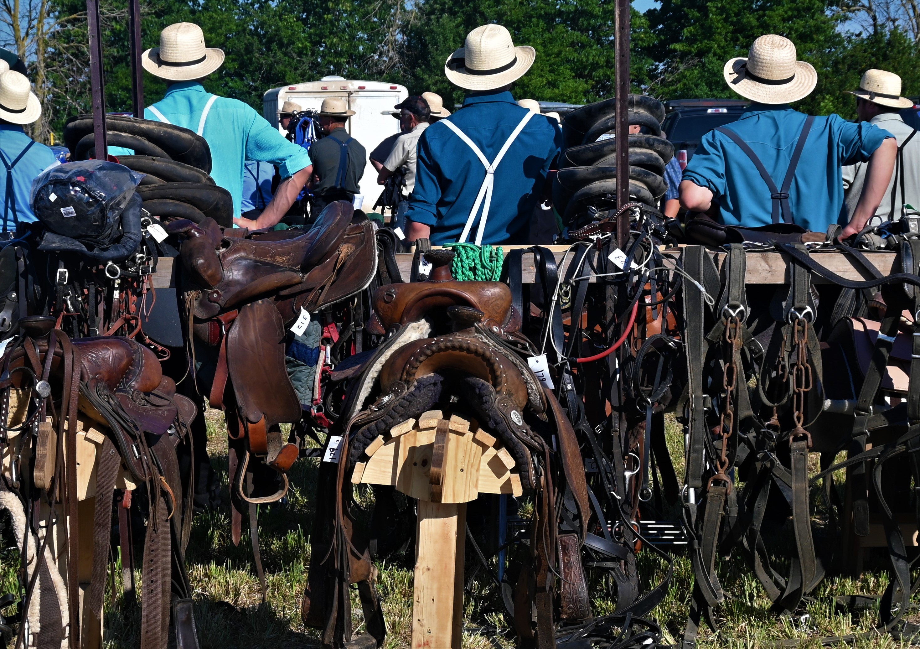 Shades of Blue at the Amish Horse Auction
