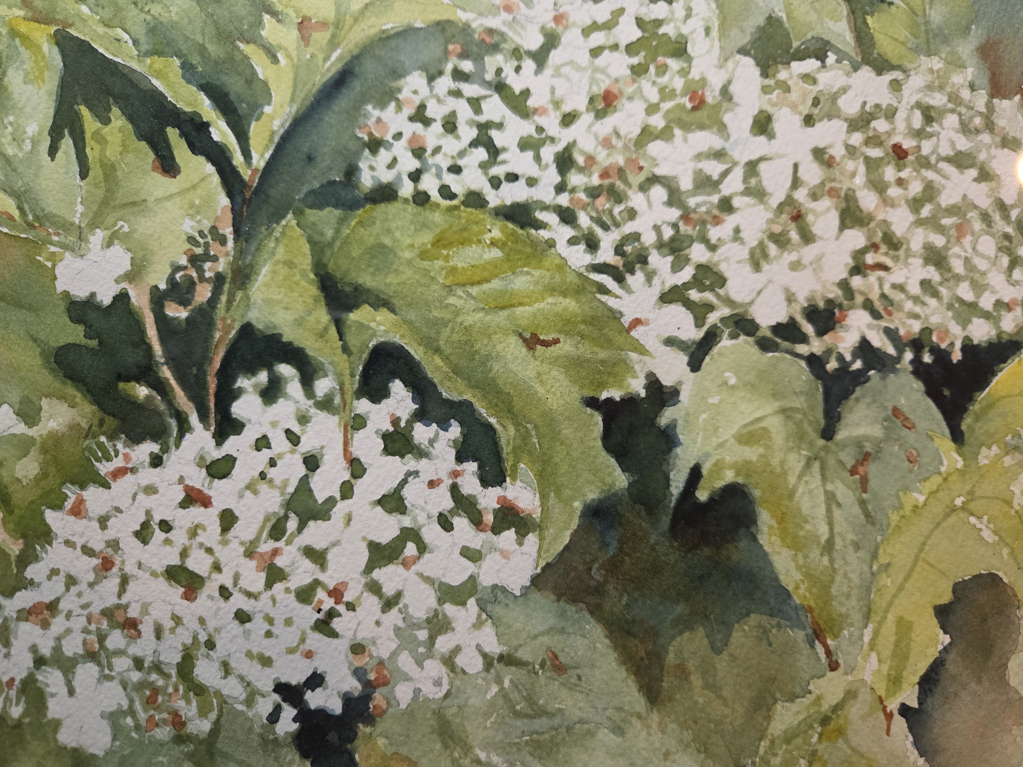 Hydrangeas