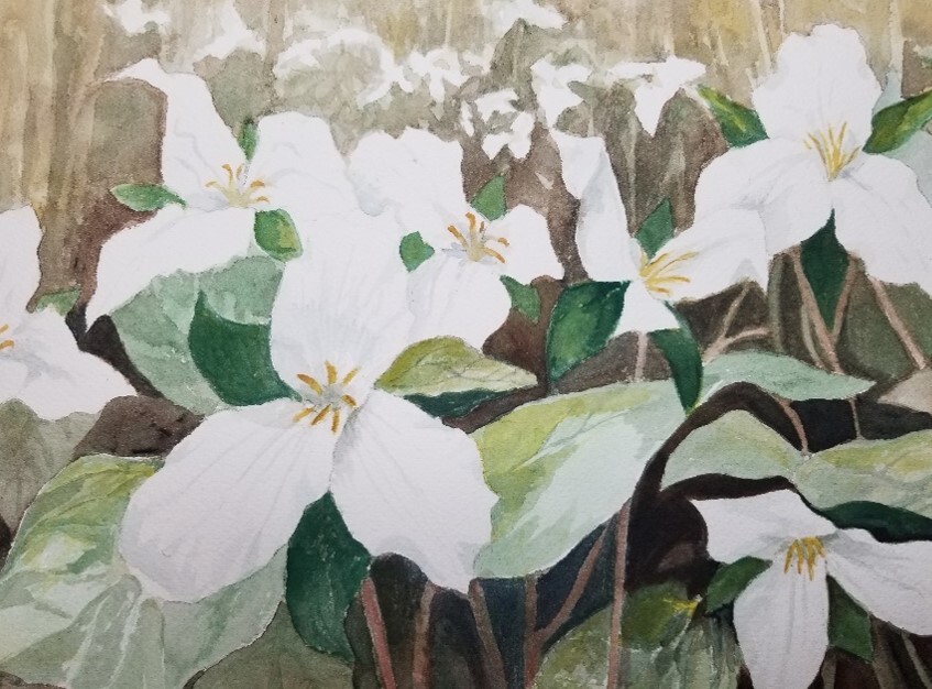 Trillium Tango